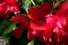 Freak Begonias